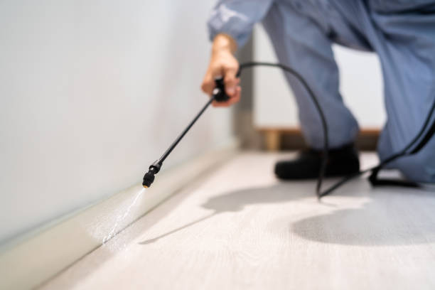 Best Local Pest Control Services  in Halstead, KS