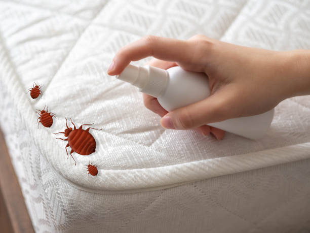 Best Wasp Removal Services  in Halstead, KS