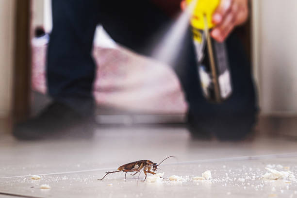 Best Ant Control Services  in Halstead, KS