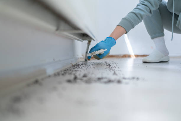 Best Flea Control Services  in Halstead, KS